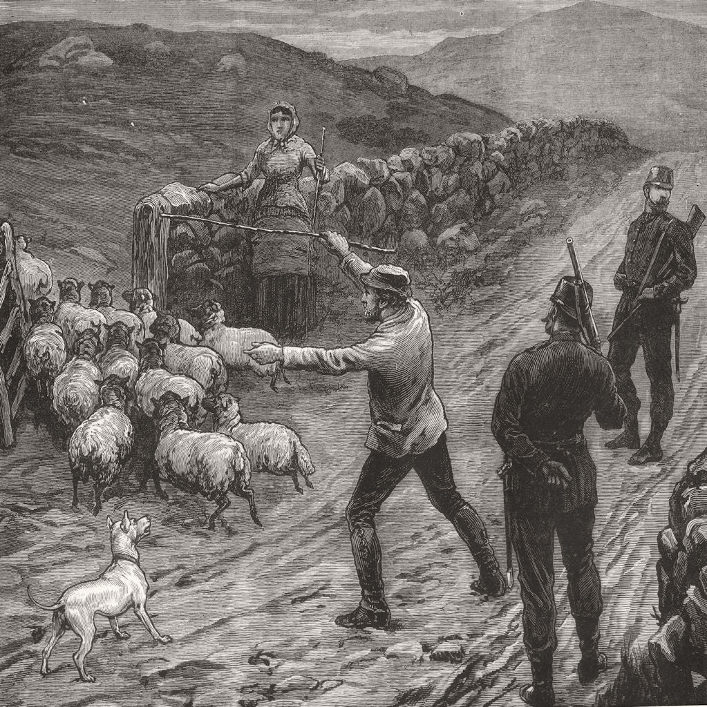 SHEEP.  (caption missing)  1880 old antique vintage print picture